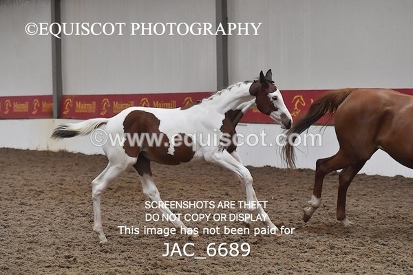 JAC_6689 - 15 Ziggy of Westoak