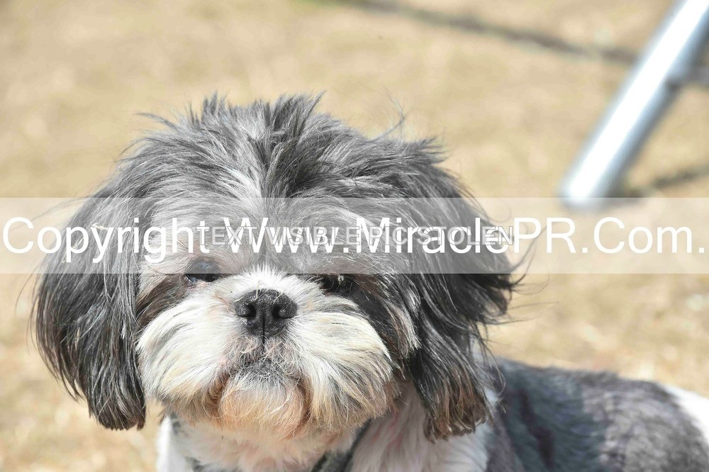 SH4_0081 - Dog show.