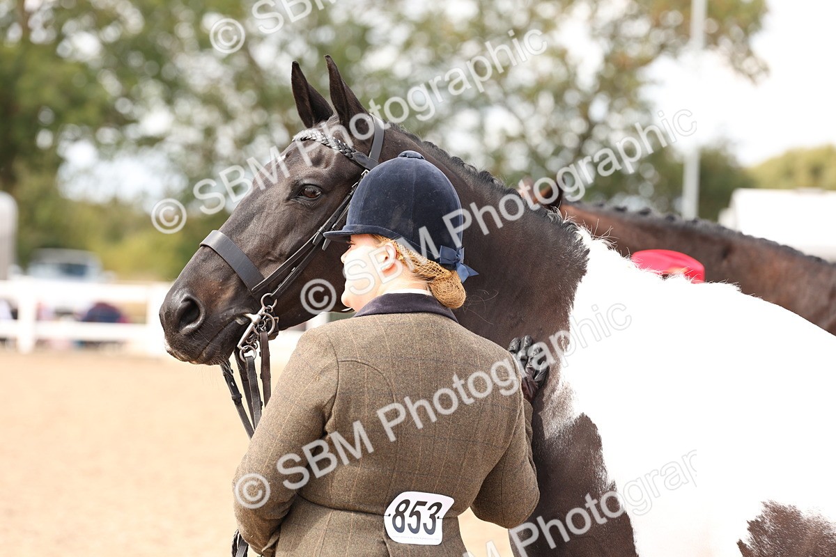 SBM_15383 - Class 210- IH Show Horse