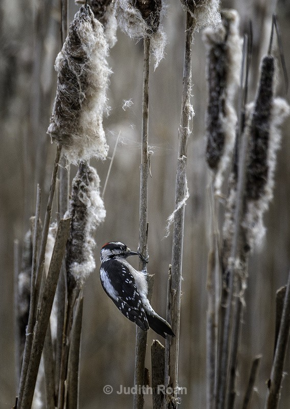 Downy Woodpecked male - Reifel Refuge