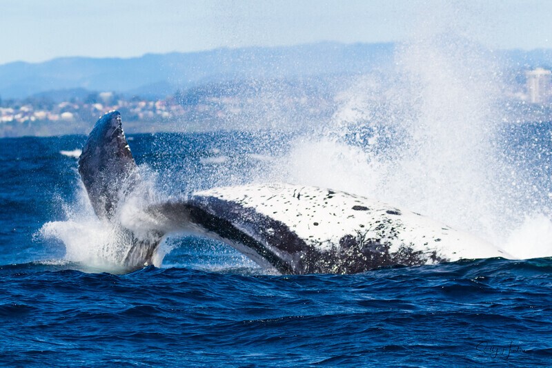 Peduncle Trash 0A3A7826 - Humpback Whales