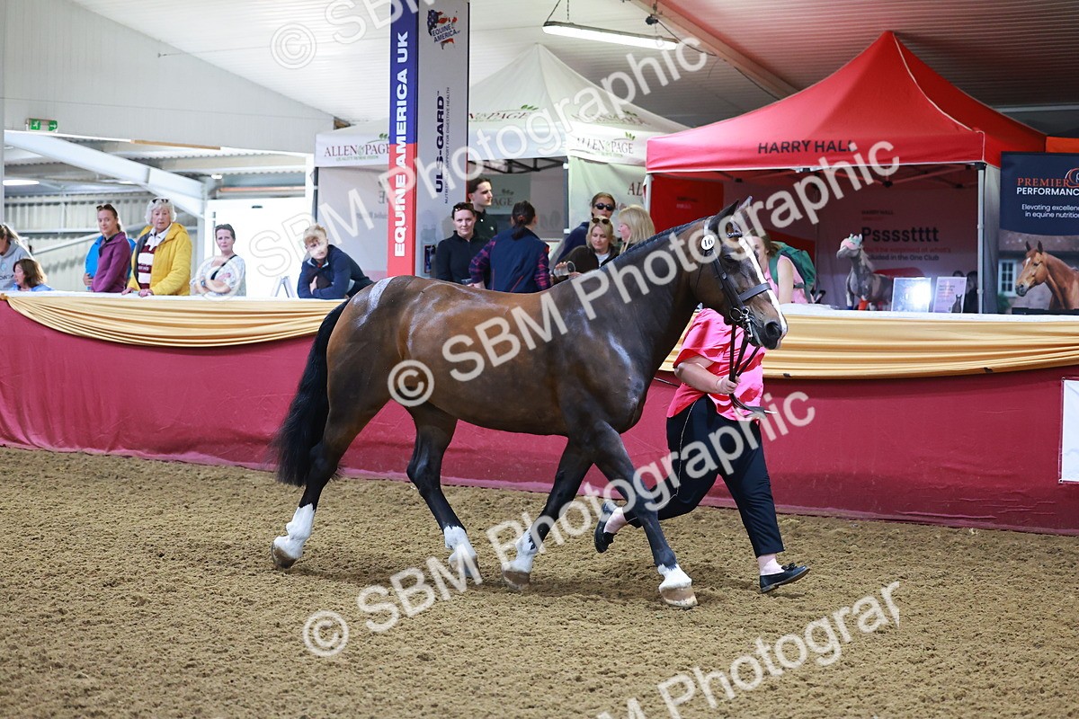 SBM_14701 - Class C - Novelty champ