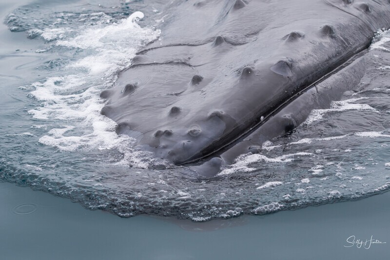 Humpback Tubercles 2