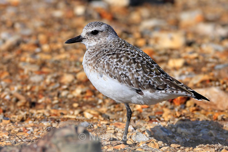 Grey Plover (winter plumage) standing on an island in Brownsea Lagoon - Grey Plover