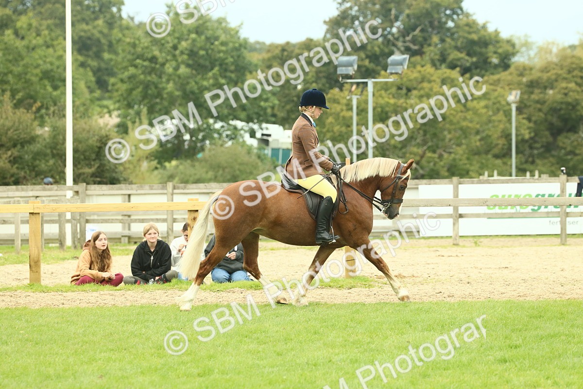 SBM_72056 - S60 - Mountain & Moorland Ridden Large Breeds