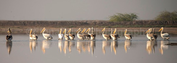 India E-15 - Wildlife of India