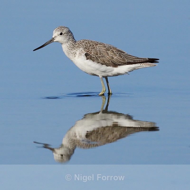 Greenshank reflection in the lagoon, Brownsea Island - Greenshank