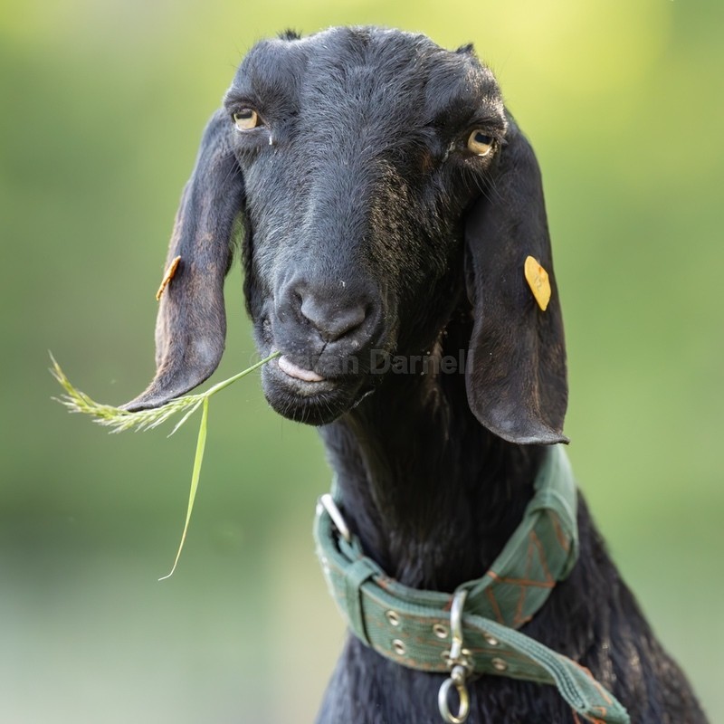 Luna SD2559 - Greeting Cards