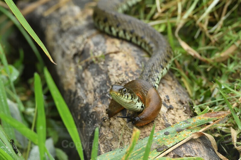 Grassnake - Reptiles & Amphibians
