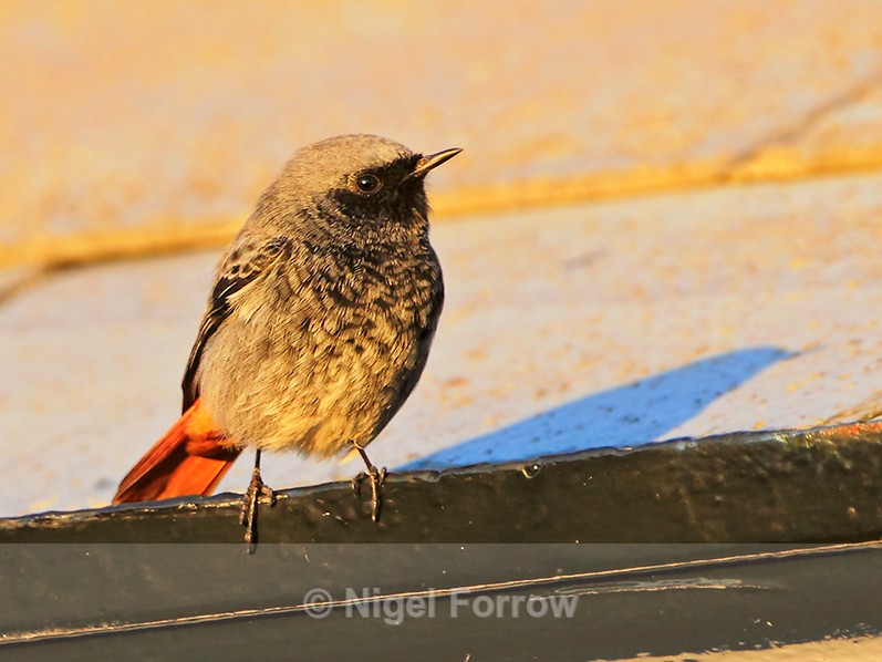 Black Redstart (male) perched on a gutter at Anvil Point Lighthouse - Black Redstart