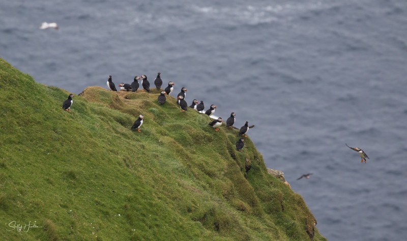 Fair Isle Puffins 3