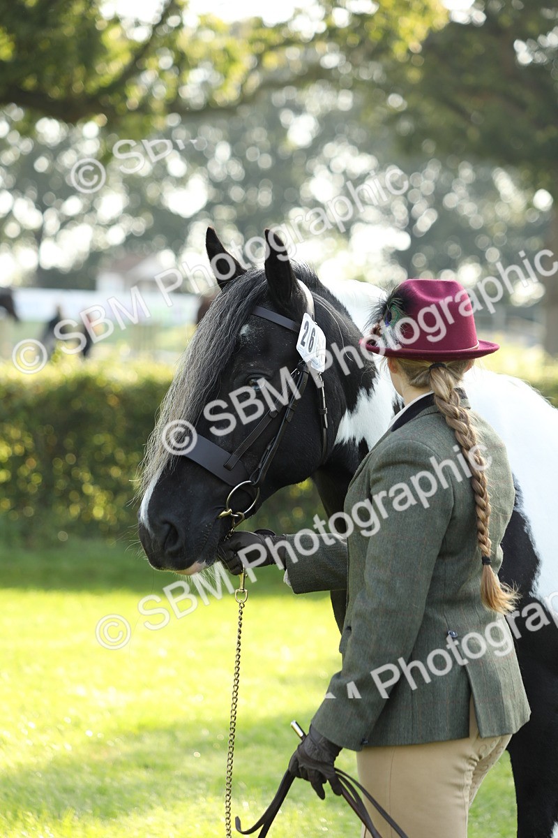 SBM_60911 - S43 - Coloured Pony In Hand