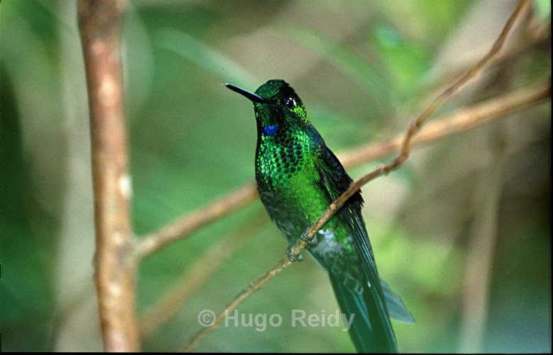  - Birds in the Wild