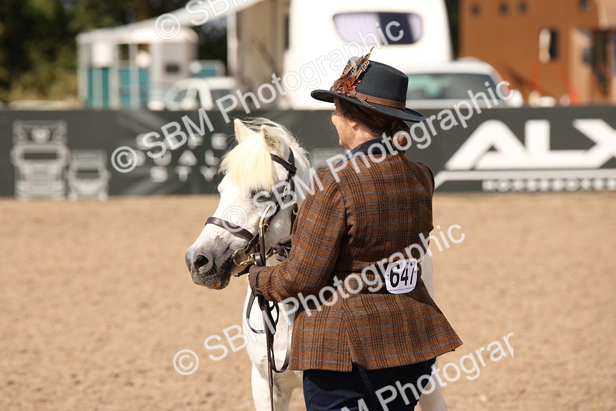 SBM_03416 - Class 18 Handsomest Gelding (IH or Ridden)