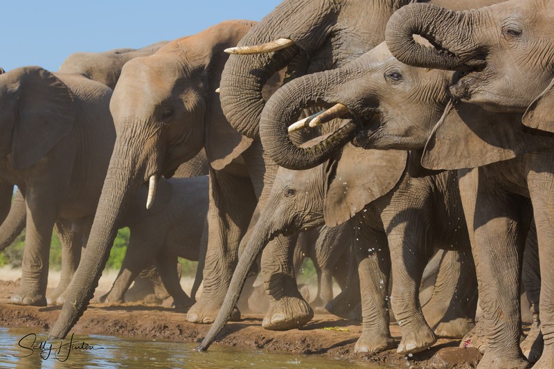 Elephant Herd Drinking 1
