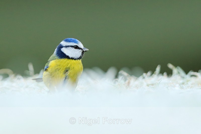 Blue Tit on frosty grass, Worcestershire - Blue Tit