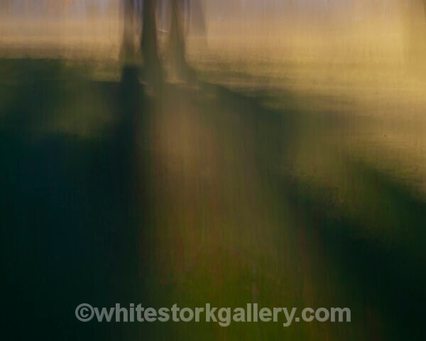  - Light In The Forest