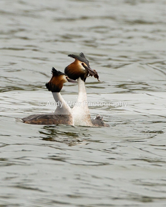20110326-IMG_2766 - Gt Crested Grebe