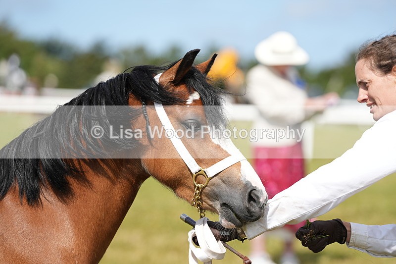 DSC05560 - Class 50: NPS M&M 4 years and over Small Breeds