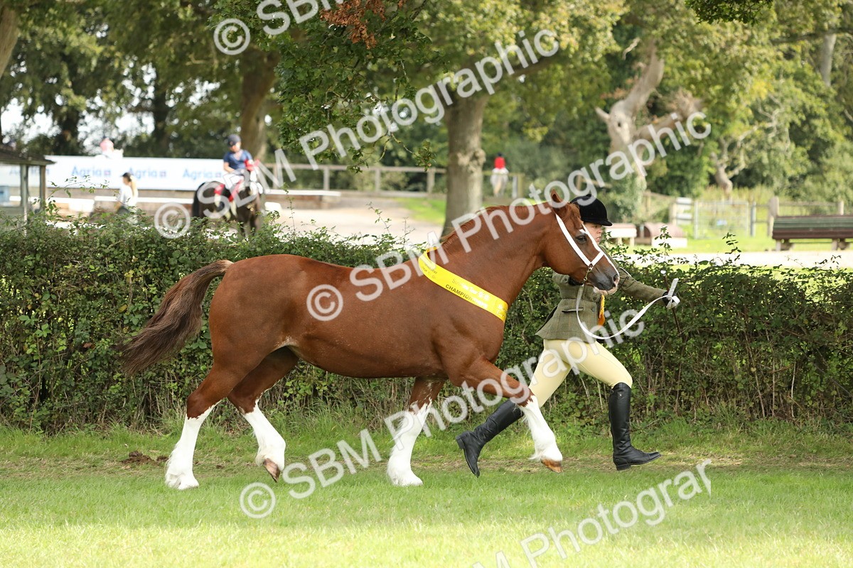 SBM_66247 - In Hand Pony & Youngstock Supreme Championship