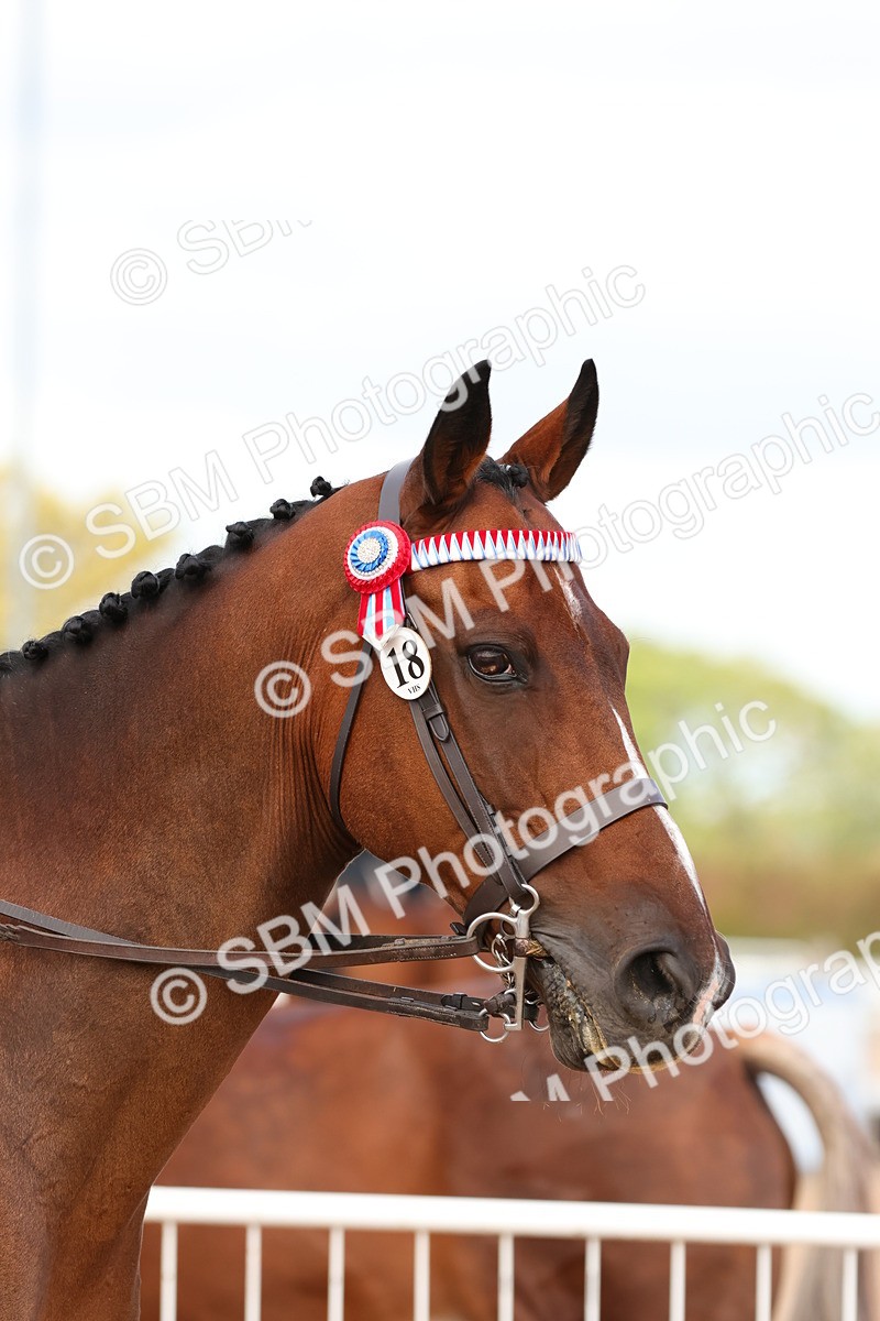 SBM_14148 - Class 213 - Ridden Hack Riding Horse