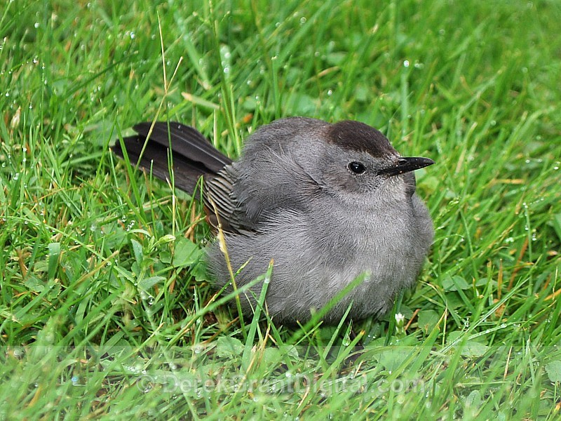 Gray Catbird Fledgling - Birds of Atlantic Canada