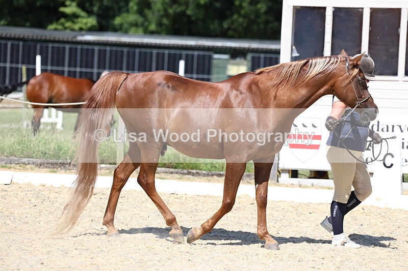 3E7A9761 - Class 33: Arab In Hand