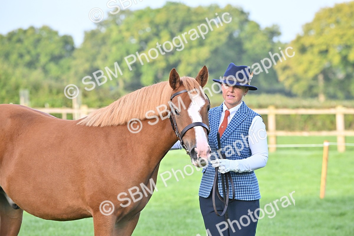SBM_54627 - S44 - Youngstock In Hand
