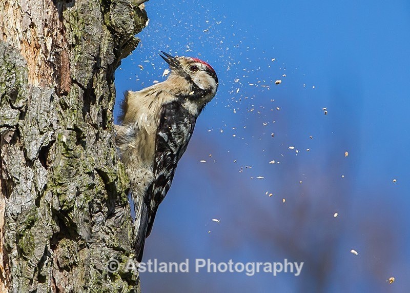 Astland Photography, Bird and Wildlife Images, Susan and Peter Wilson, U.K.