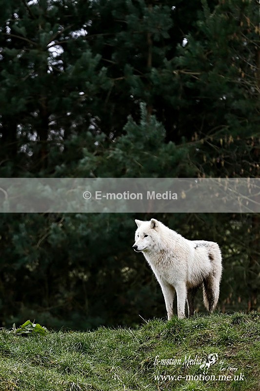 Wolves 190214 63a - Nature