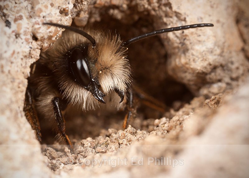 Osmia bicornis (m) - Osmia bicornis (rufa)