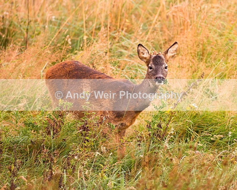 20110929-_MG_7139 - Deer