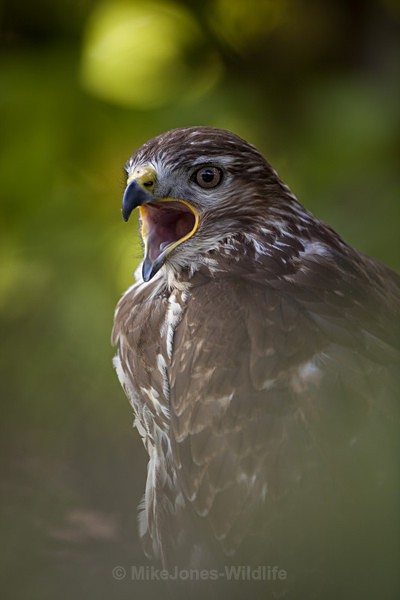 COMMON BUZZARD - BUZZARDS