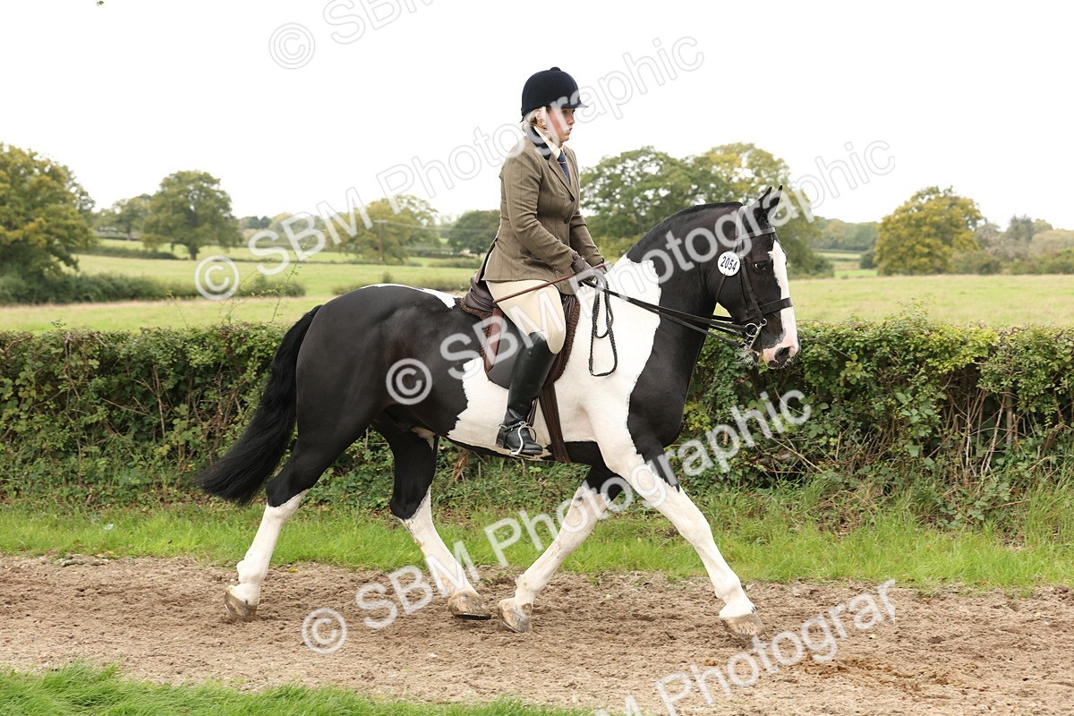 SBM_67209 - S67 - Piebald & Skewbald Horse Ridden