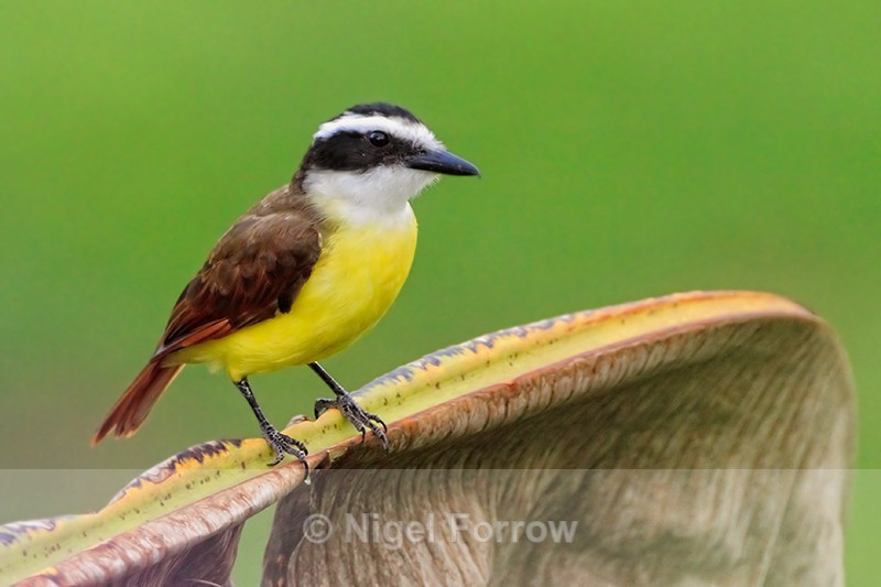 Great Kiskadee perched on a palm leaf at Leaves and Lizards Retreat - Great Kiskadee