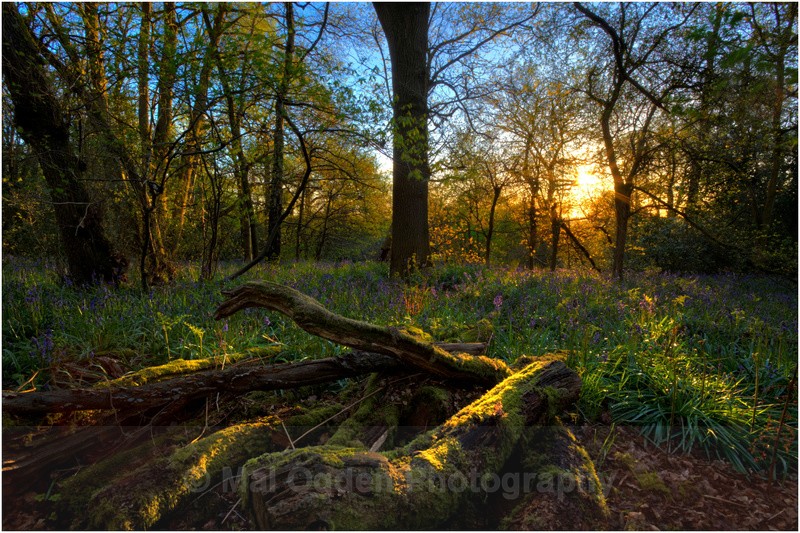 Pinfield Woods - Worcestershire