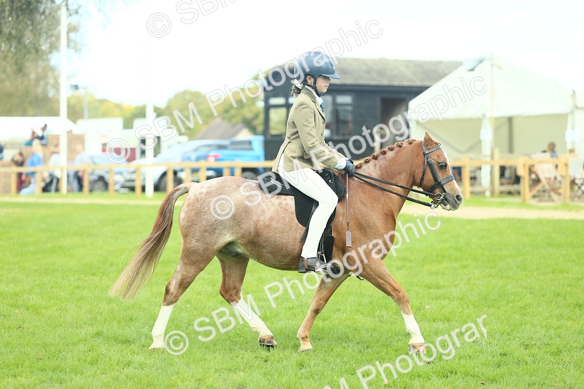 SBM_44666 - S31 - Working Hunter Pony