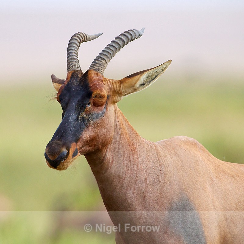 Topi close-up, Masai Mara, Kenya - Antelope