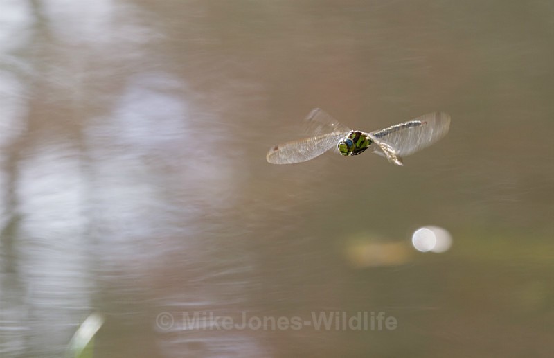 Southern Hawker Dragonfly, Cheshire - DRAGONFLY & DAMSELFLY GALLERY