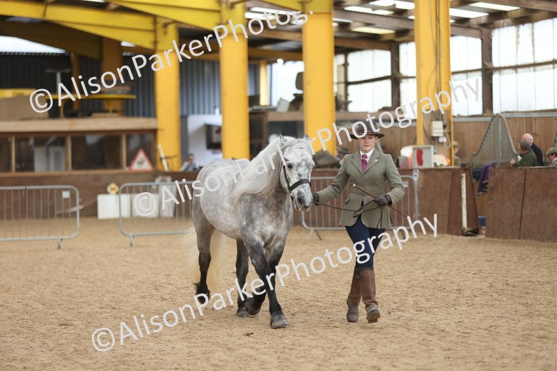 20251109-1039 - Class 28 - Mares 4 Years and over