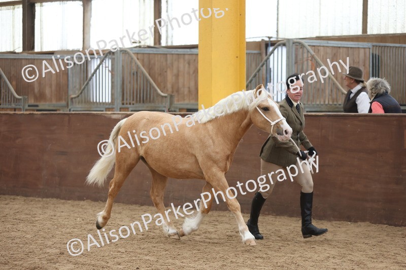20251109-0838 - Class 25 - Yearling, Colt, Filly or Gelding