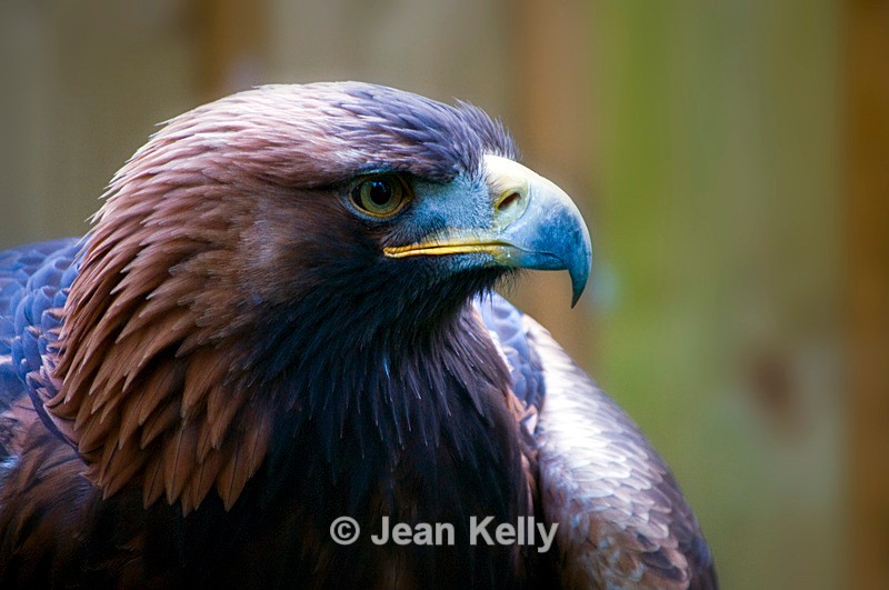 Golden Eagle - DSC_1074 - Birds