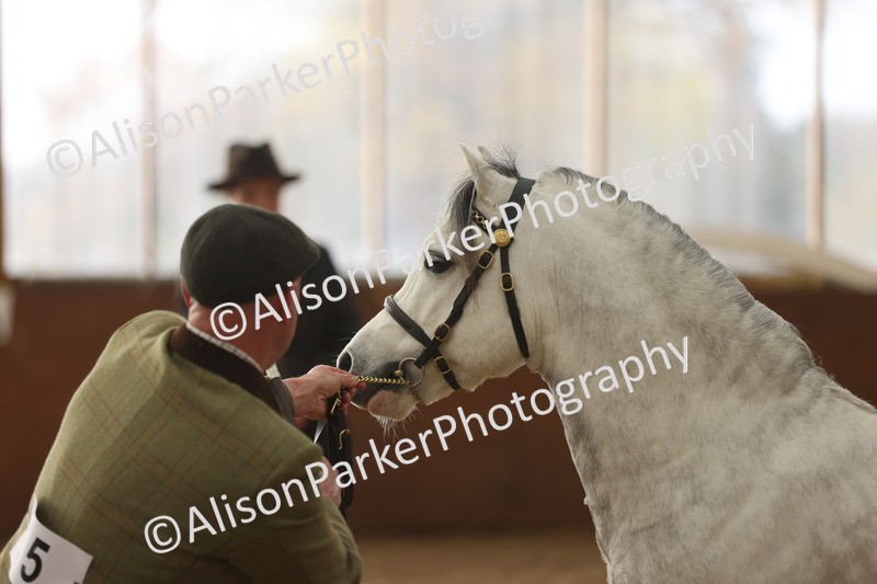 20251109-0530 - Class 20 - Stallions 4 Years and over