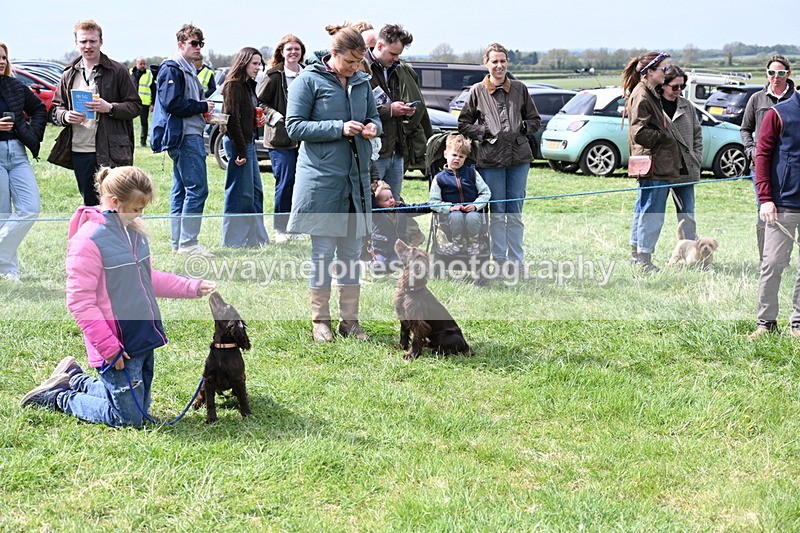 WJ6_8661 - Class 8 Best Working / Gun Dog or Bitch