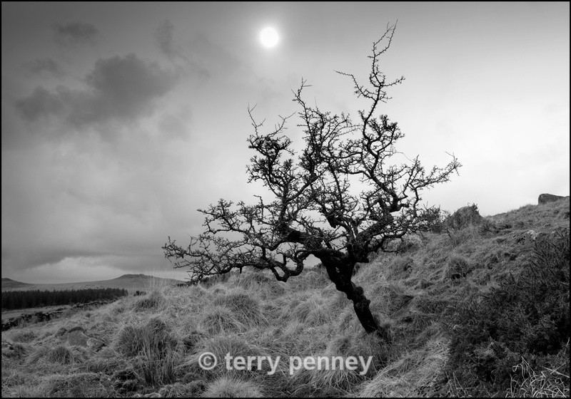 Dartmoor - Devon