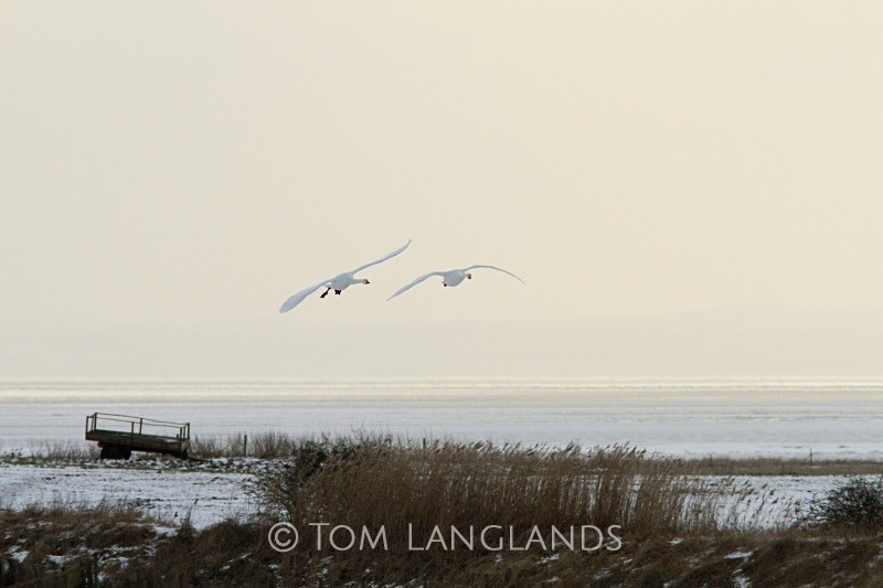 Whooper Swans - Landscapes