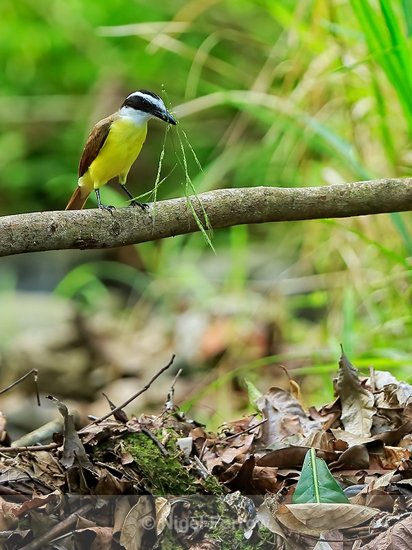 Great Kiskadee with nest material, Manuel Antonio, Costa Rica - Great Kiskadee