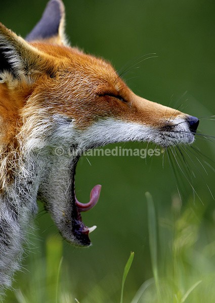 Red fox 2 - United Kingdom