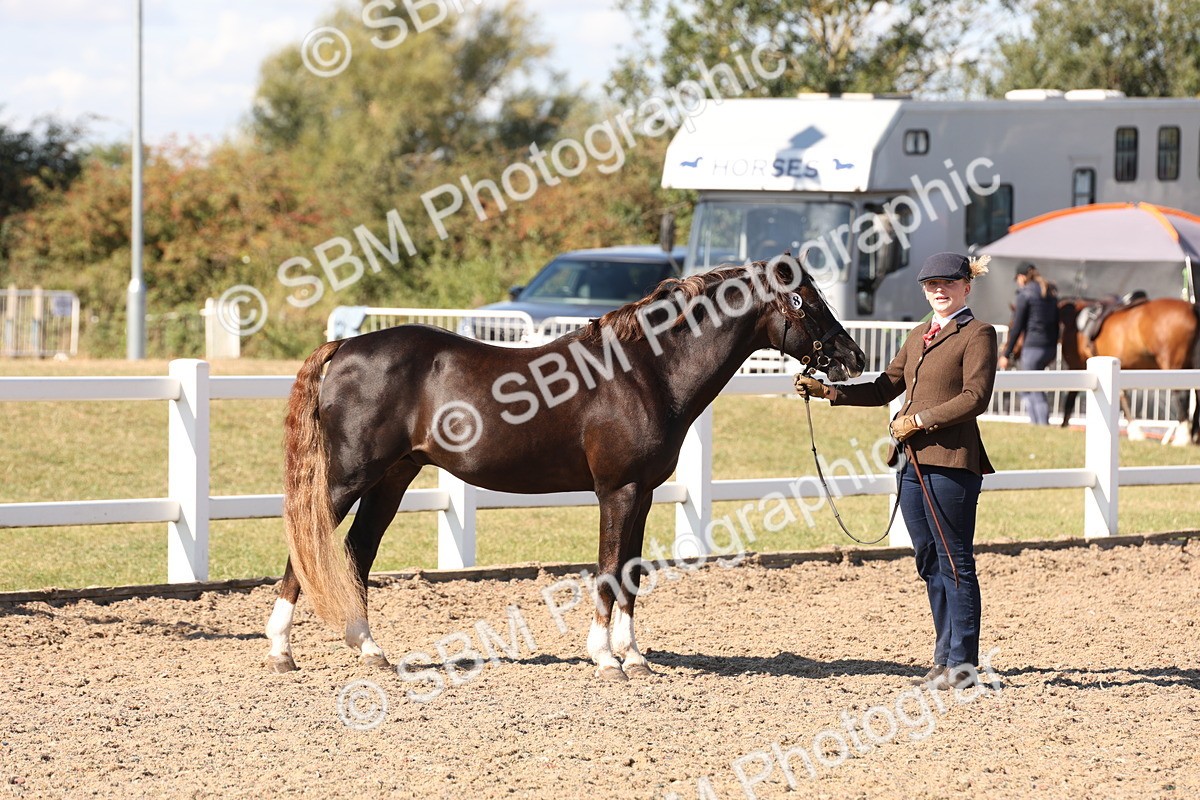 SBM_13872 - Class 205 - IH Show Pony - Show Hunter Pony