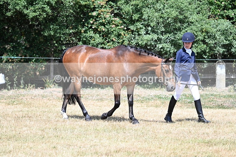 WJ7_2165 - Class 5 Most Handsome Gelding (up to 14.2hh) in hand
